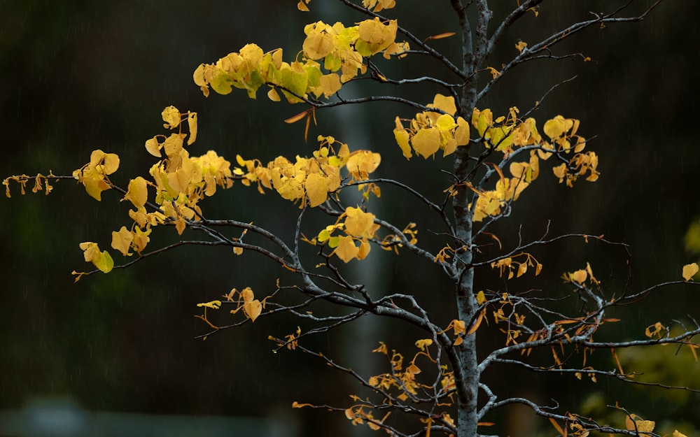 a tree with yellow leaves in the rain