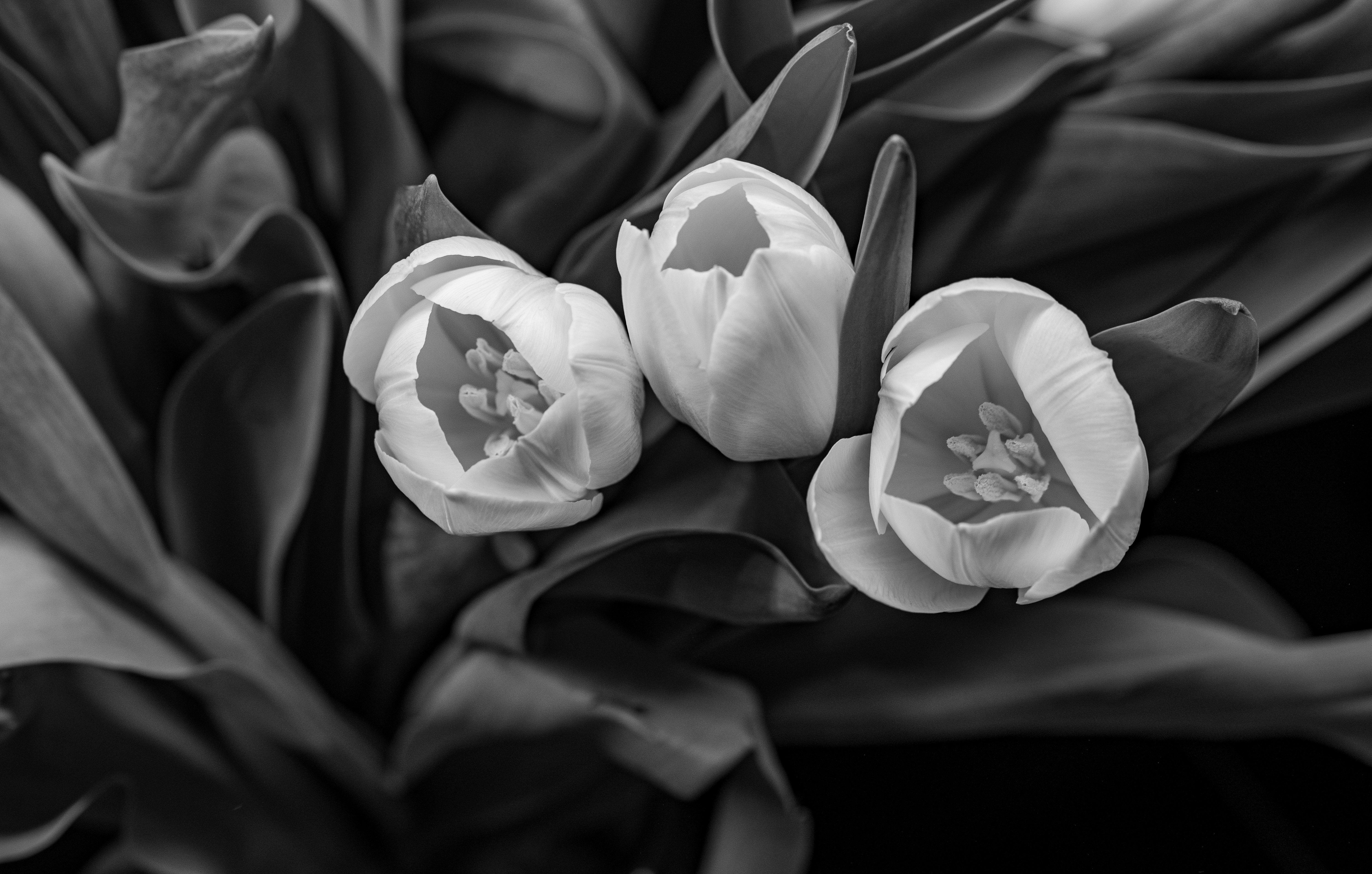 Photo by rupseart