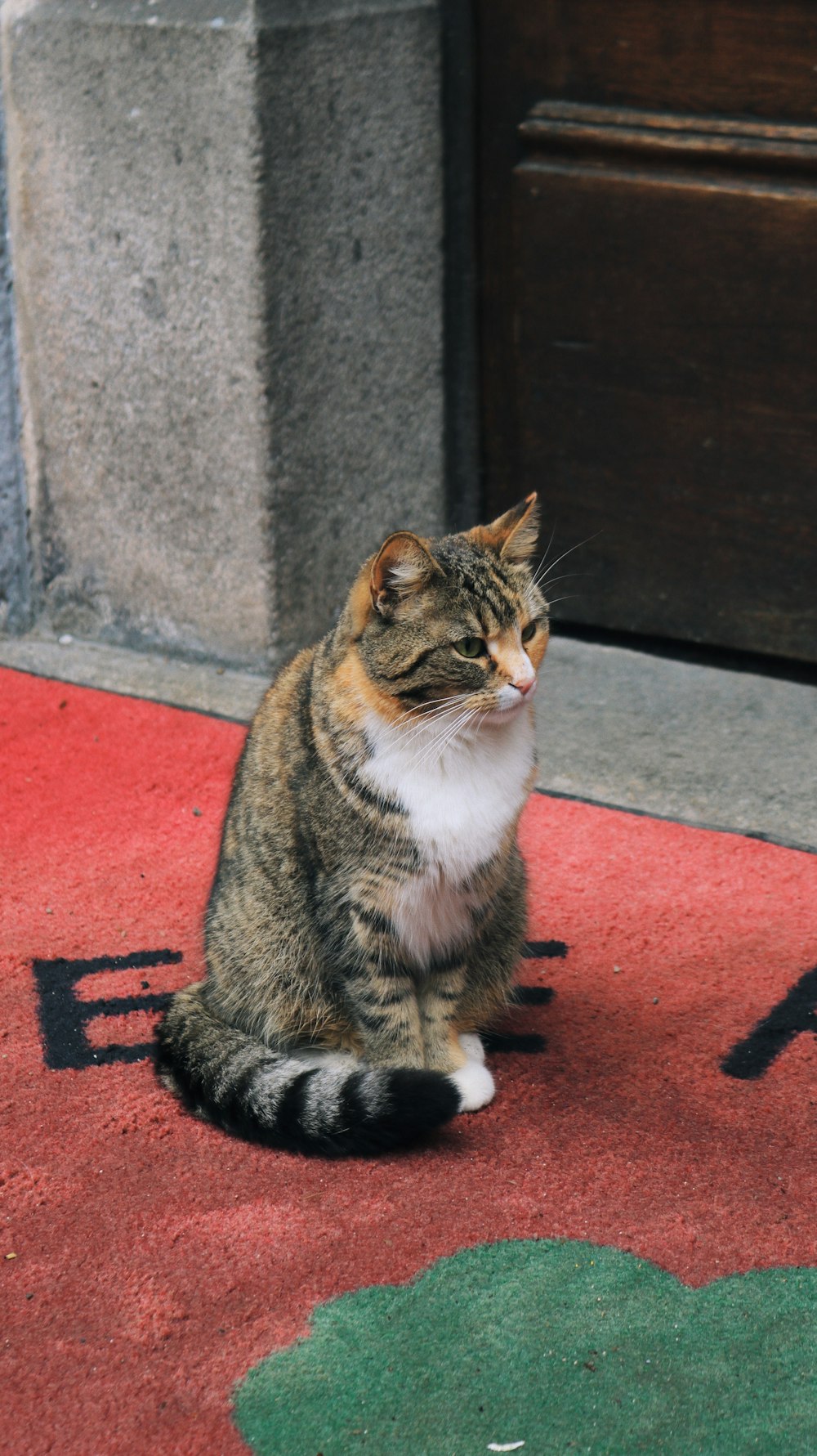 a cat sitting on the ground in front of a door