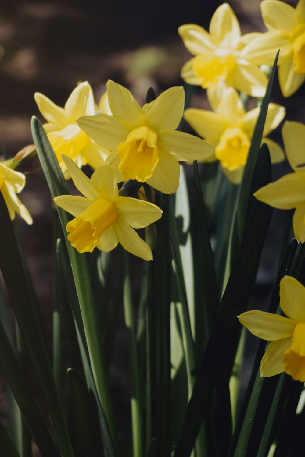 a bunch of yellow flowers with green stems