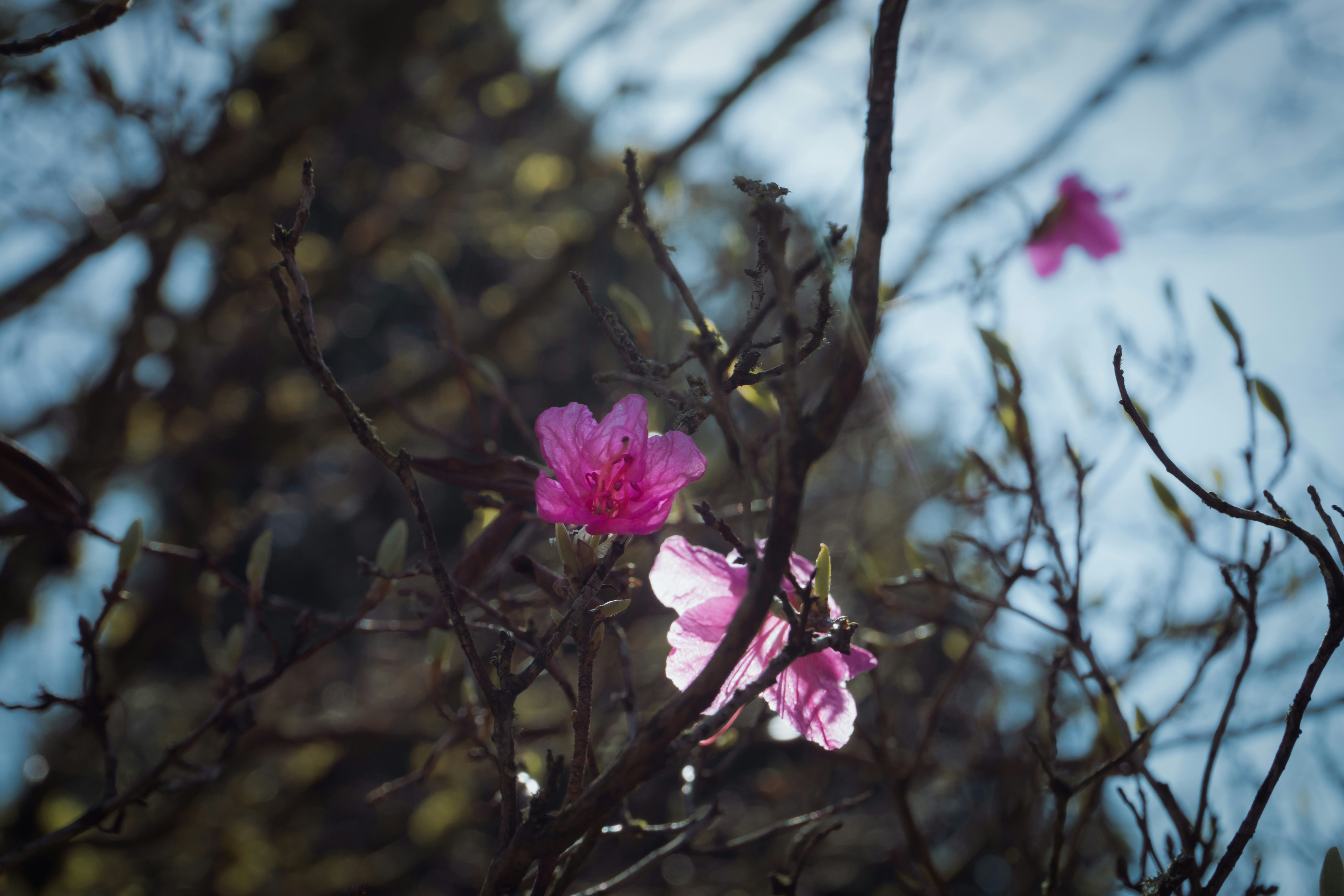 Photo by ddmcl_