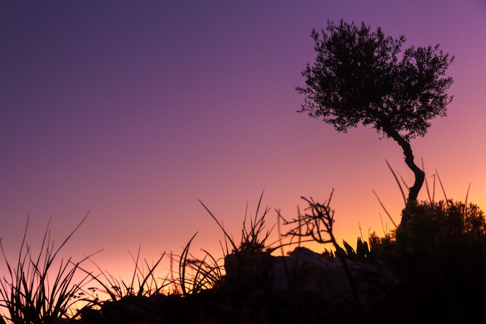 a lone tree is silhouetted against a purple sky