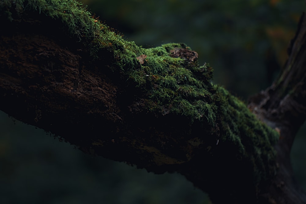 a close up of a moss covered tree branch