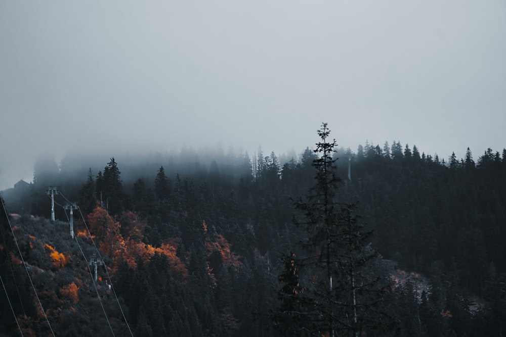 a foggy forest with a ski lift in the distance