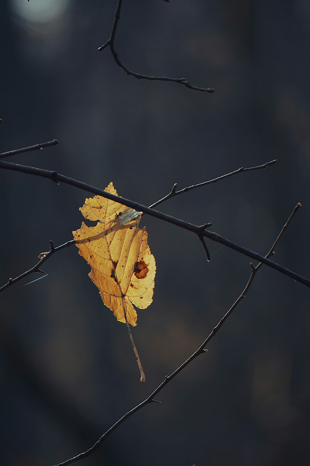 a yellow leaf is sitting on a branch