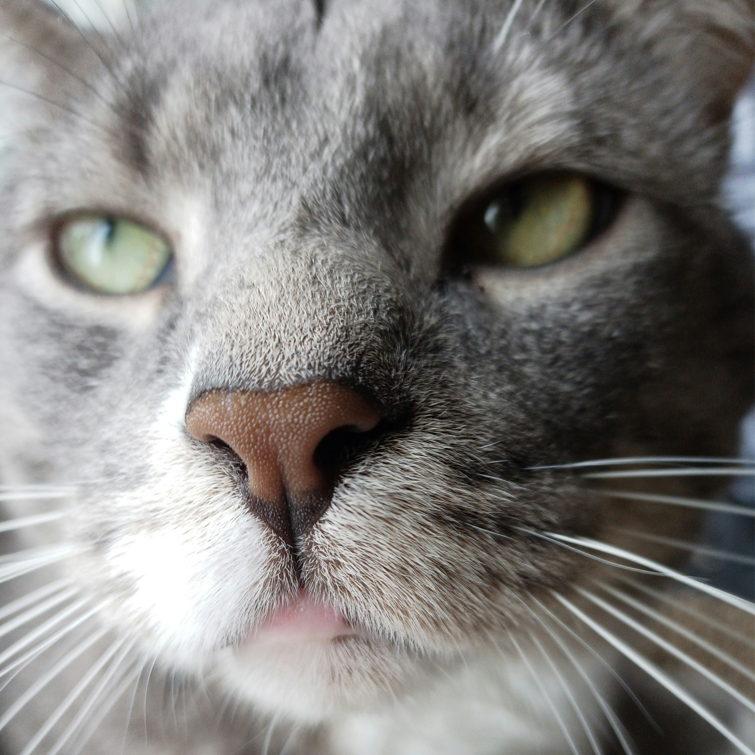 a close up of a cat with green eyes