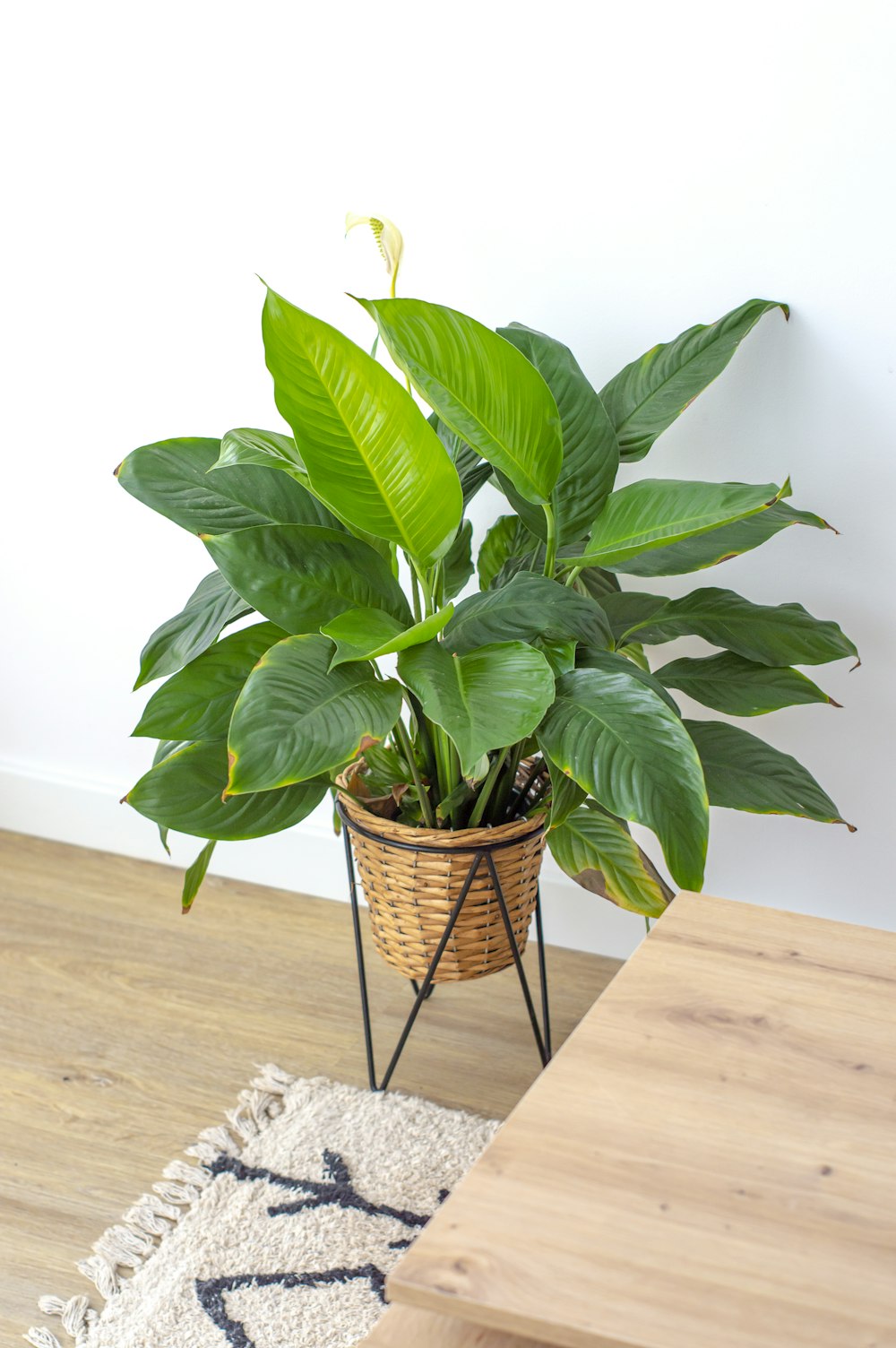 a potted plant sitting on top of a wooden table