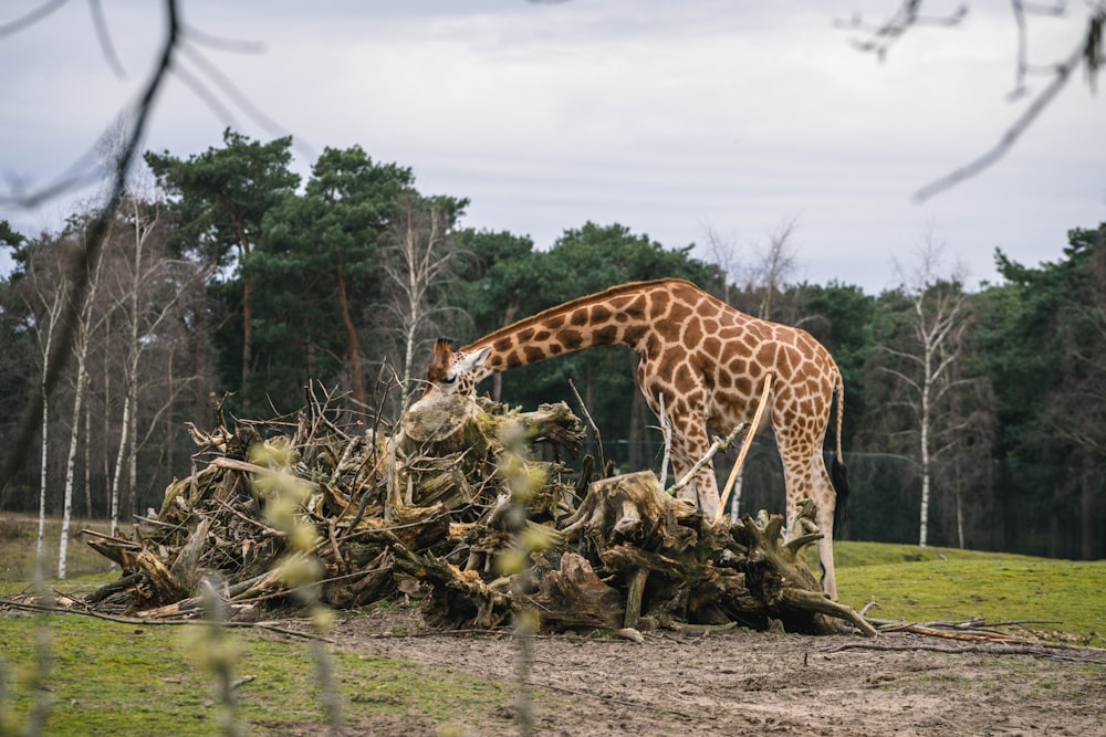 uma girafa de pé ao lado de uma pilha de madeira