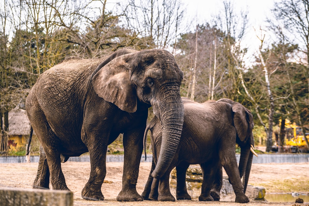 a couple of elephants standing next to each other