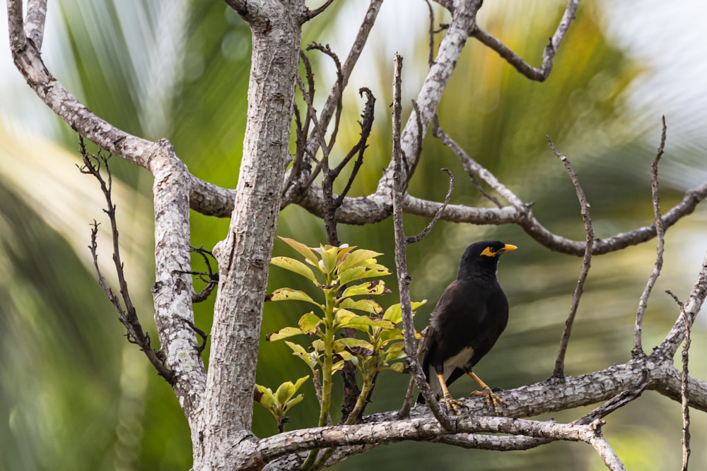 a black bird perched on a tree branch