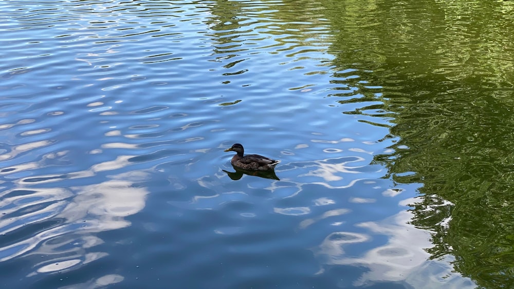 a duck floating on top of a body of water