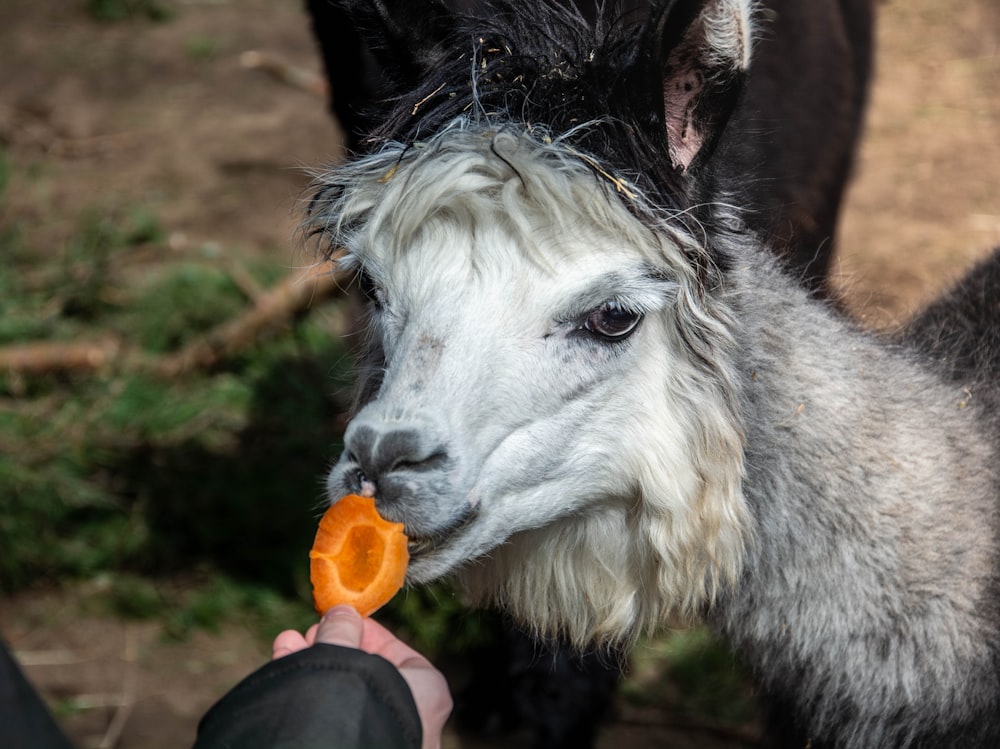 a close up of a person feeding an animal