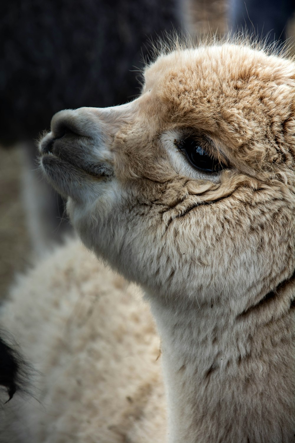 a close up of a llama's face with a blurry background