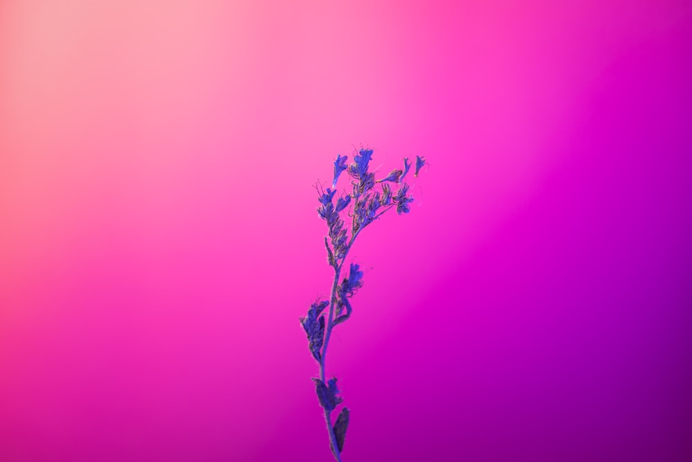 a single flower on a pink and purple background