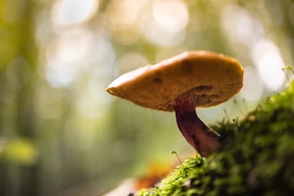 A serene close-up of oyster mushrooms glowing softly under ambient light, symbolizing growth and connection.