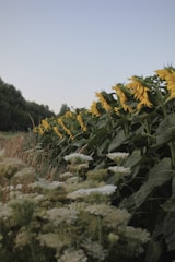 Sunlit rows of organic sunflower plants ready for harvest on a family farm.