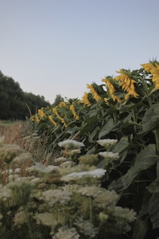 Sunlit rows of organic sunflower plants ready for harvest on a family farm.