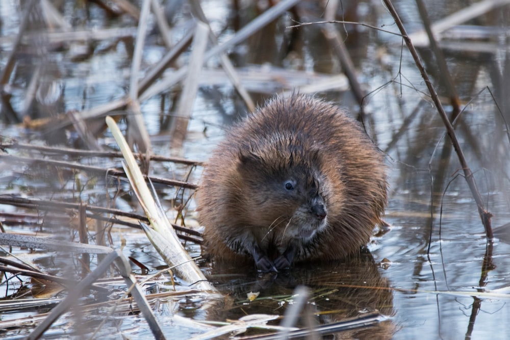 a beaver is standing in a body of water