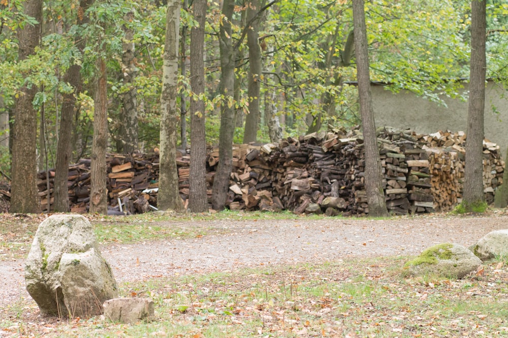 a pile of wood sitting in the middle of a forest