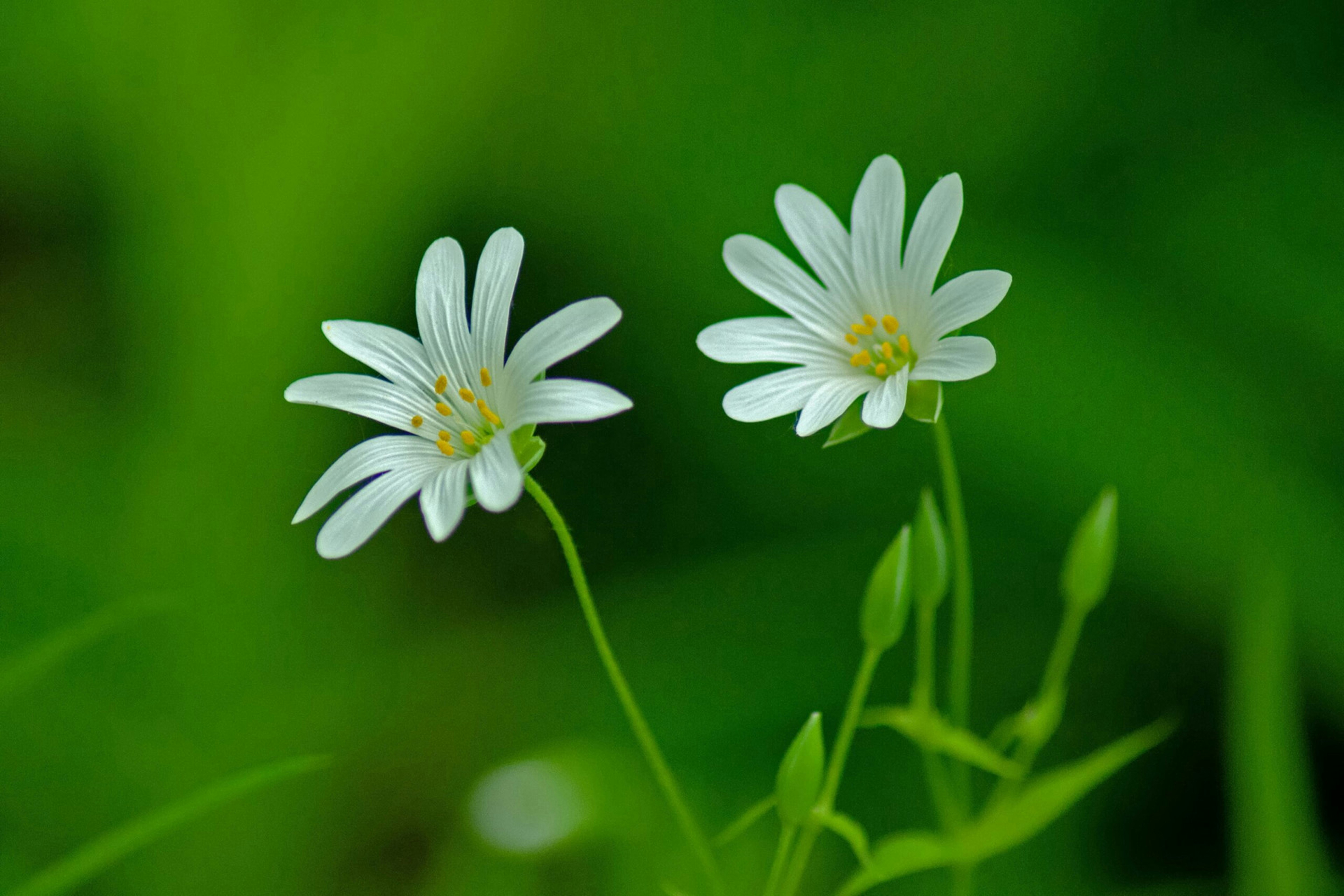 Photo by peepsaluvee