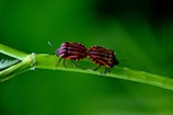 Two bugs with striking red and black stripes are standing on a vibrant green stem against a blurred green background.