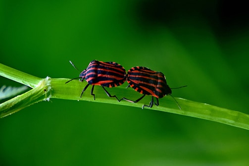 Two bugs with striking red and black stripes are standing on a vibrant green stem against a blurred green background.