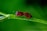 Two bugs with striking red and black stripes are standing on a vibrant green stem against a blurred green background.
