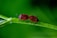 Two bugs with striking red and black stripes are standing on a vibrant green stem against a blurred green background.