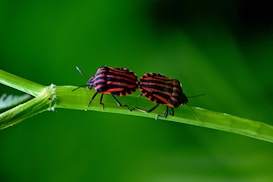 Two bugs with striking red and black stripes are standing on a vibrant green stem against a blurred green background.