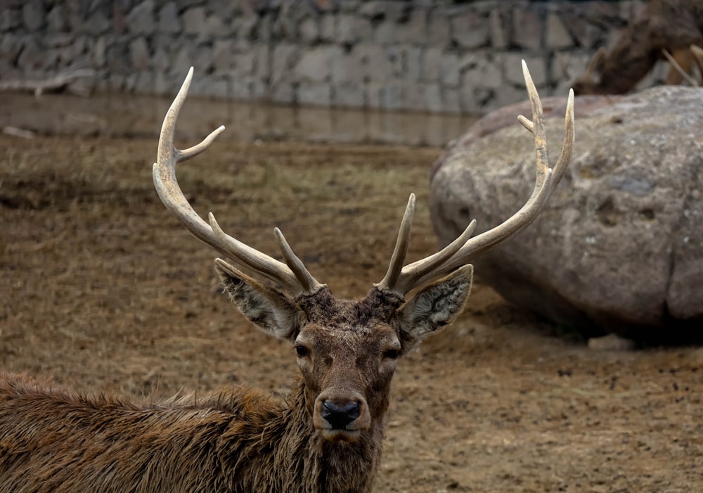 a close up of a deer with antlers near a rock