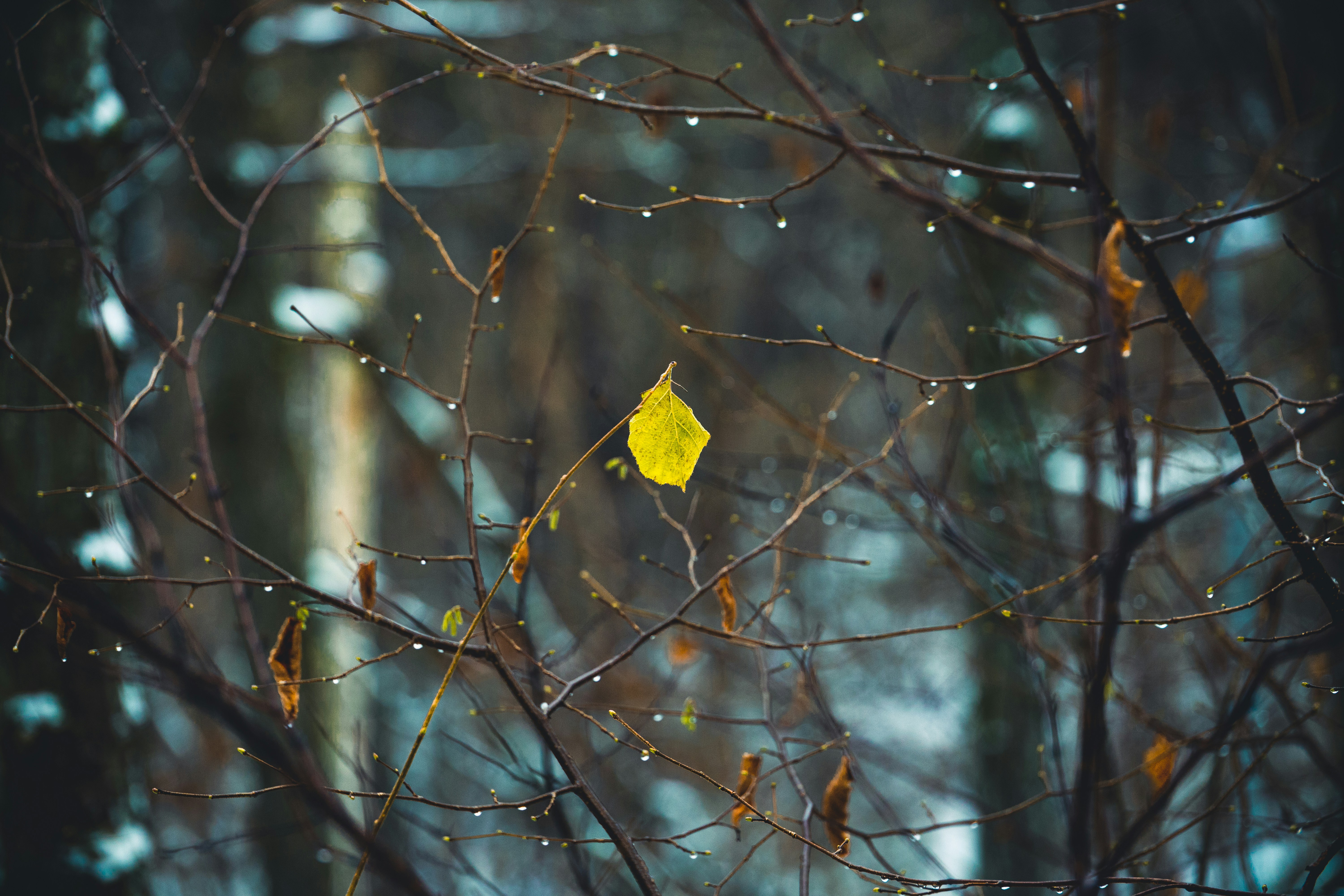 Photo by raedkasrawani