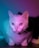 A cat with a white coat is illuminated by colorful lighting, creating a gradient of blue and pink hues on its fur. The cat is gazing intently forward, with its ears perked up and whiskers visible. The background is softly blurred, enhancing the focus on the cat.