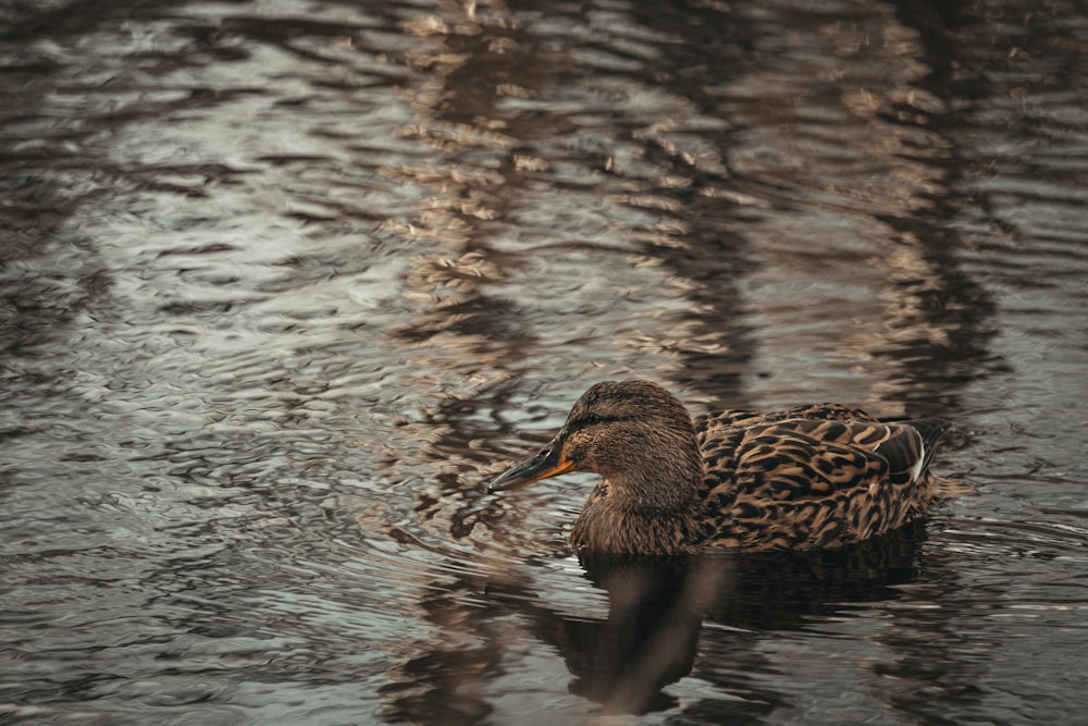 a duck floating on top of a body of water