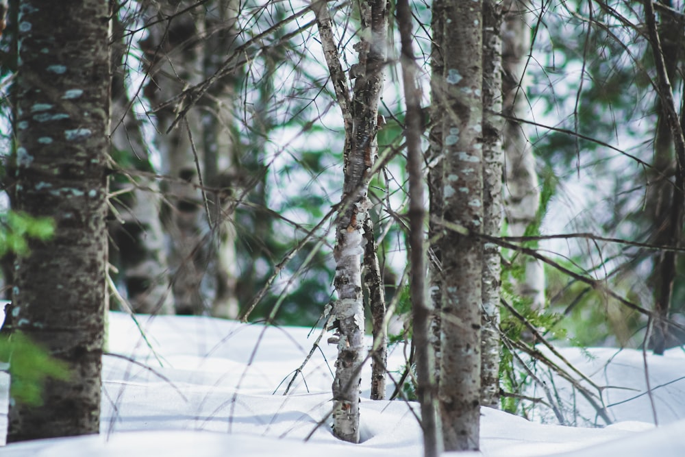 a forest filled with lots of trees covered in snow