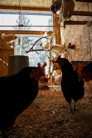 Several chickens are inside a coop, with some perched on wooden beams and others on the ground. A mix of white and black chickens are visible, with the interior of the coop built out of wooden panels. A warming lamp and hanging feeder are also present, with natural light streaming in from a large window, showing trees outside.