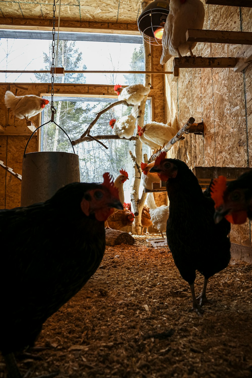 a group of chickens walking around a barn