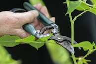 A gardener carefully pruning a lush green bush with hand shears.