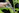 Close-up of hands shaping a small hedge with gardening shears.