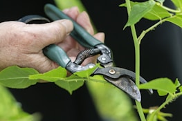 Hands carefully snipping grass edges with precision in a shaded garden.