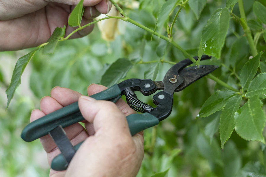 A gardener using pruning shears to trim a plant.