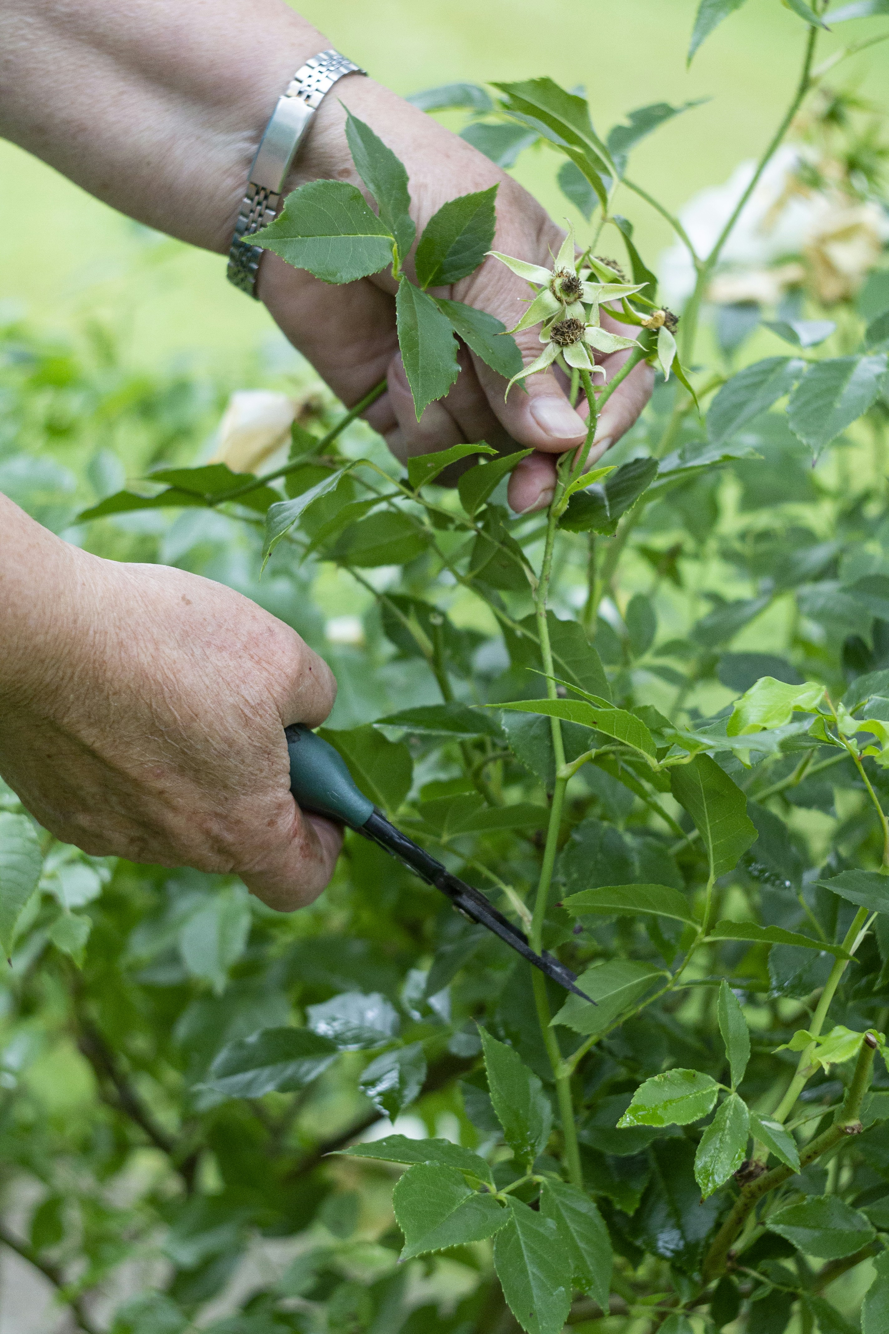 a person cutting a plant with a pair of scissors