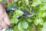 A gardener pruning a lush green shrub using sharp, ergonomic shears.