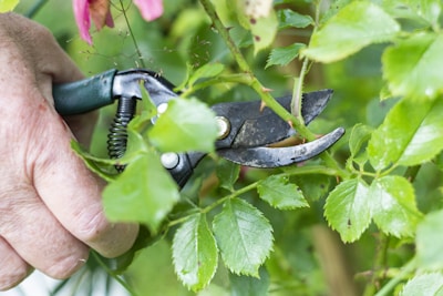 A gardener pruning a lush green shrub using sharp, ergonomic shears.