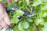 Close-up of a gardener's hands holding a sharp stainless steel pruning shear with green leaves in the background.