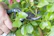 A gardener carefully pruning a flowering shrub with clean, sharp tools on a sunny day.