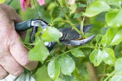 Hands gripping a sturdy tropical pruning shear trimming lush green plants