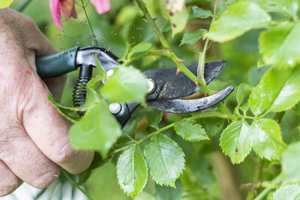 A gardener using ergonomic pruning shears to trim vibrant rose bushes in a sunny backyard