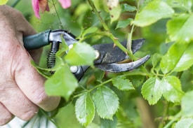 A hand holding a pair of gardening shears is cutting through a green stem surrounded by leaves. The shears have a dark-colored handle and are partially open, positioned to clip the plant. Leaves appear fresh and lush, with a hint of a pink flower visible at the top.