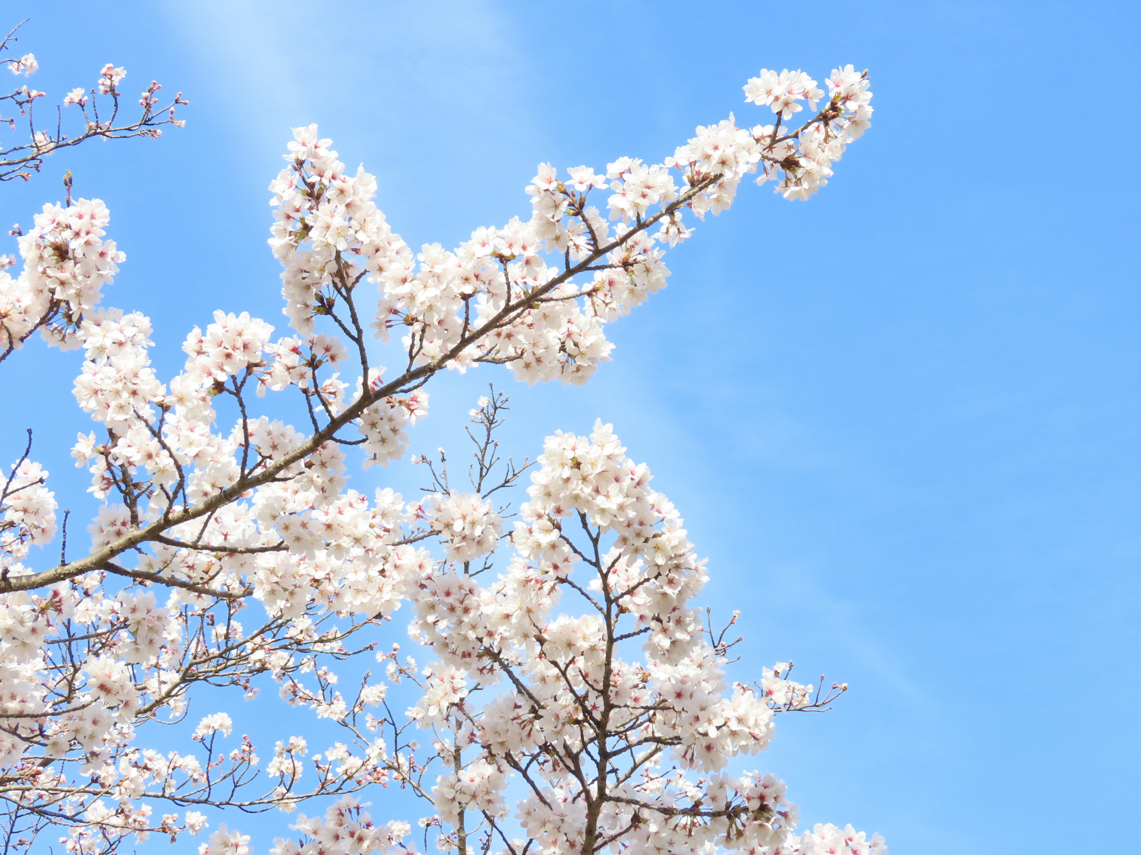 Photo by naturalphotos08