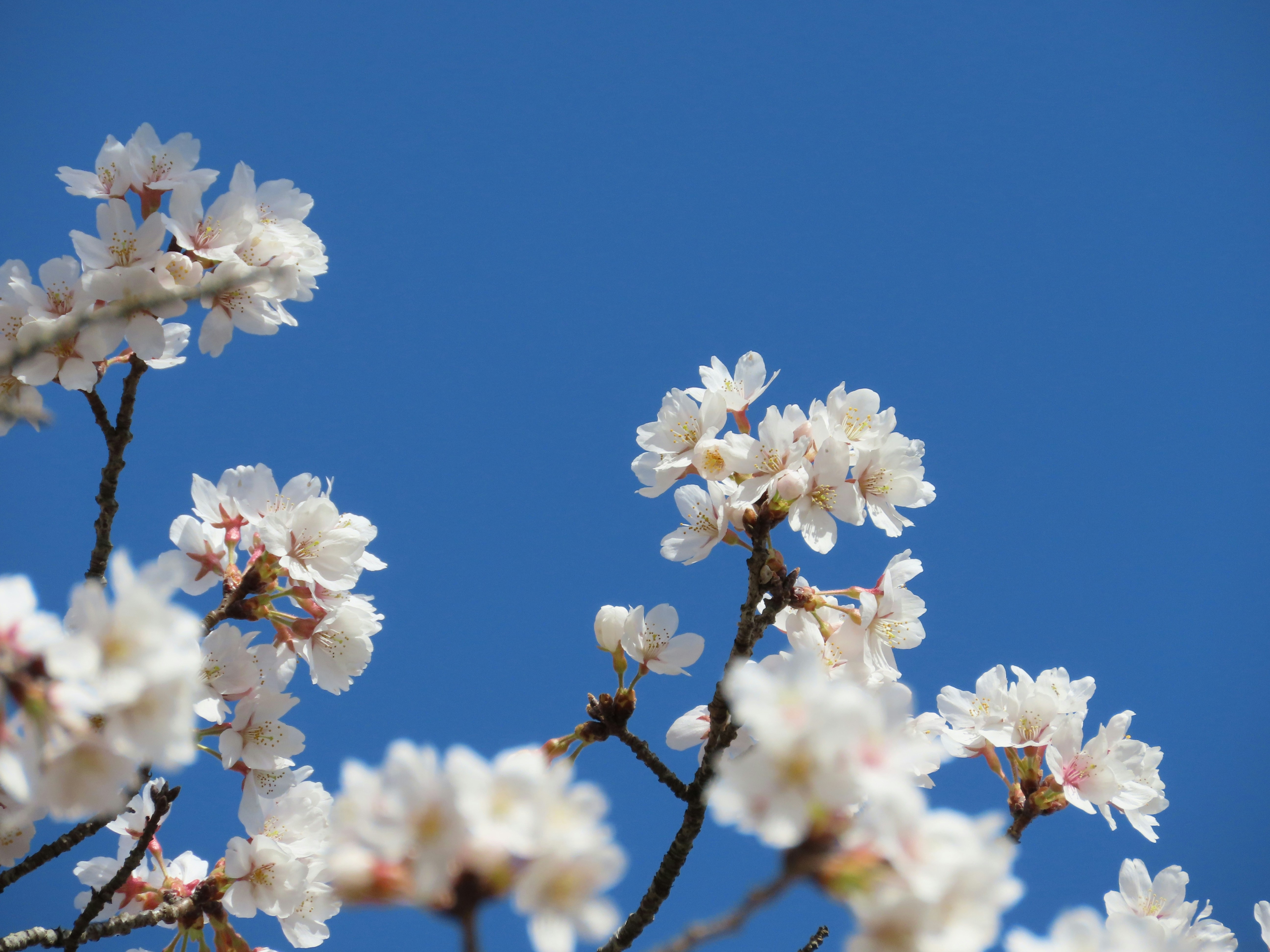 Photo by naturalphotos08